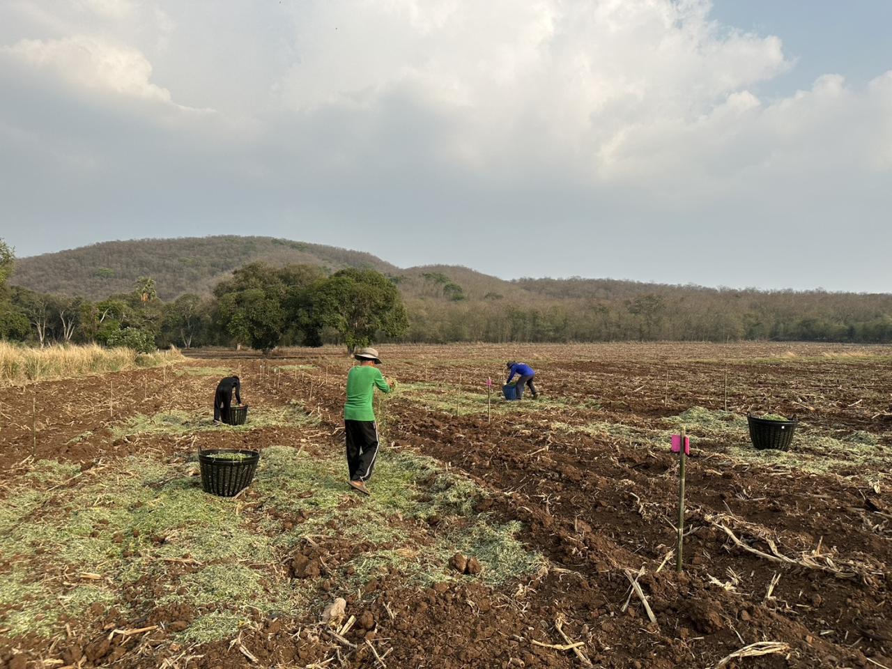 ภาพประกอบที่ 5