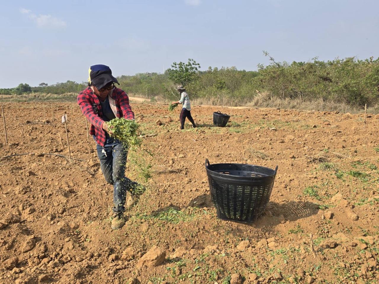 ภาพประกอบที่ 6