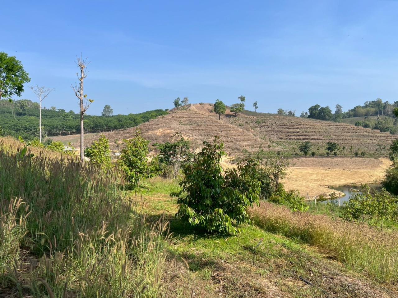 ภาพประกอบที่ 8