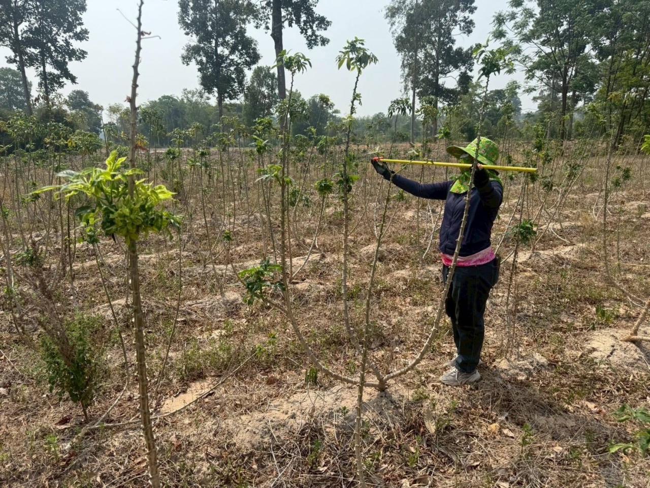 ภาพประกอบที่ 8