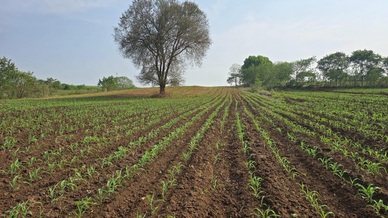 ภาพประกอบที่ 8