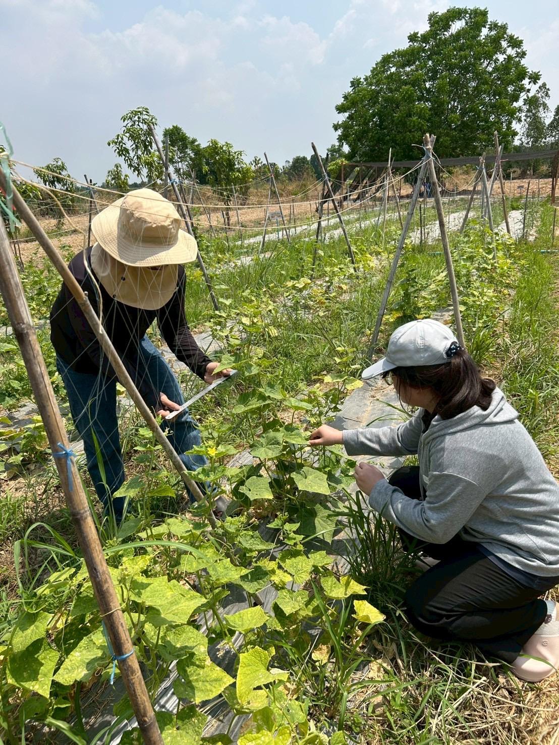 ภาพประกอบที่ 5