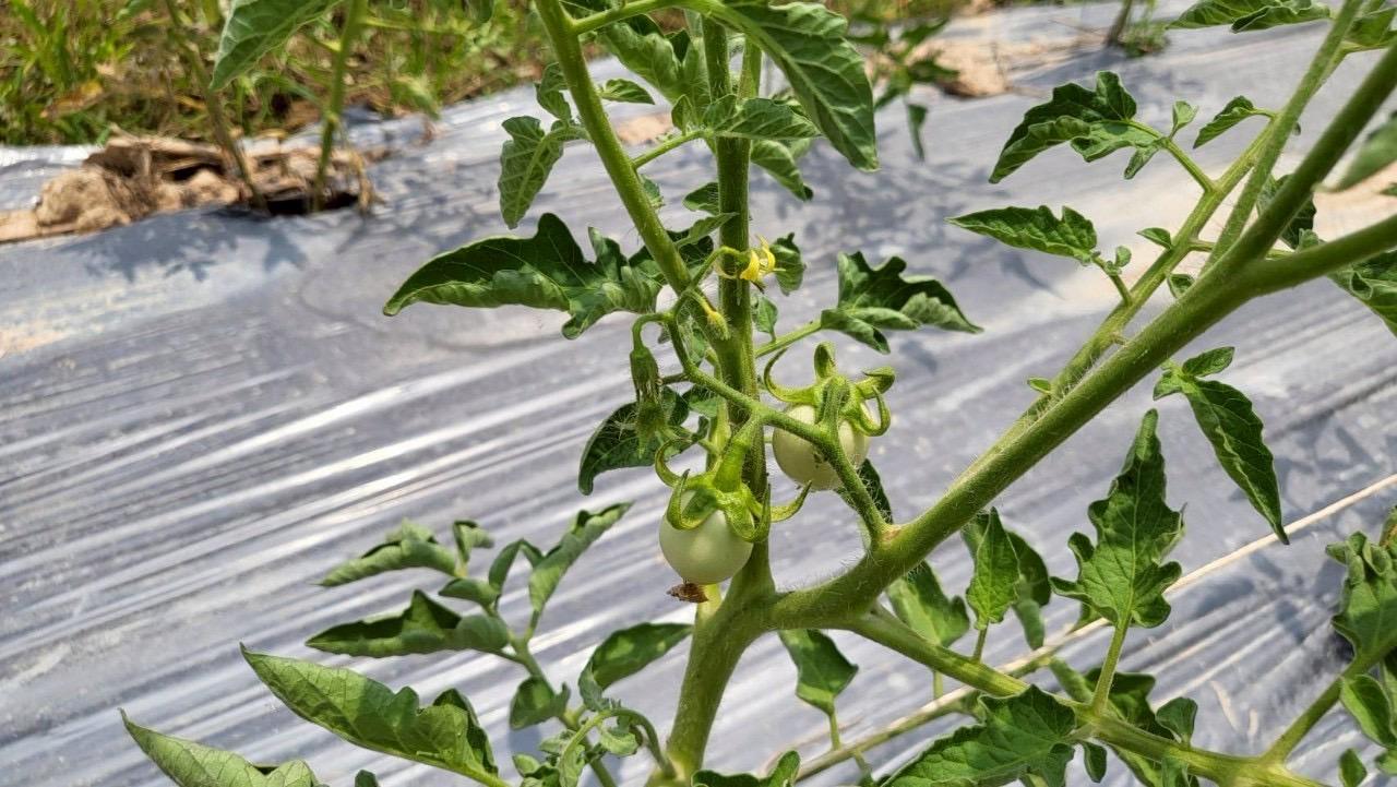 ภาพประกอบที่ 7