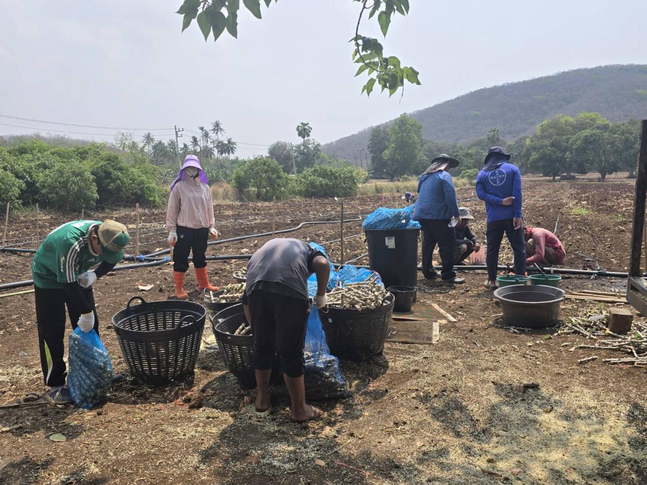 ภาพประกอบที่ 6