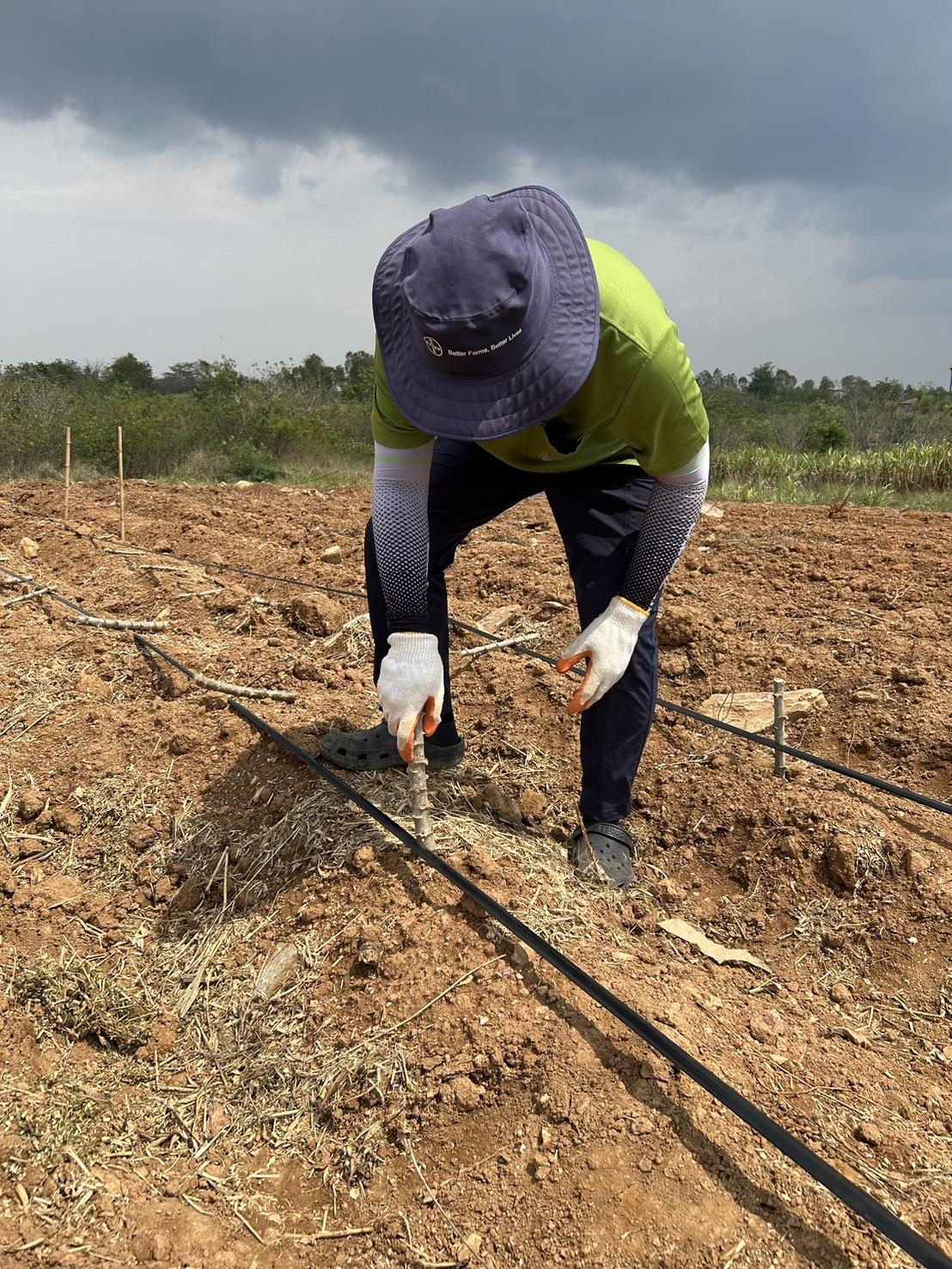 ภาพประกอบที่ 2
