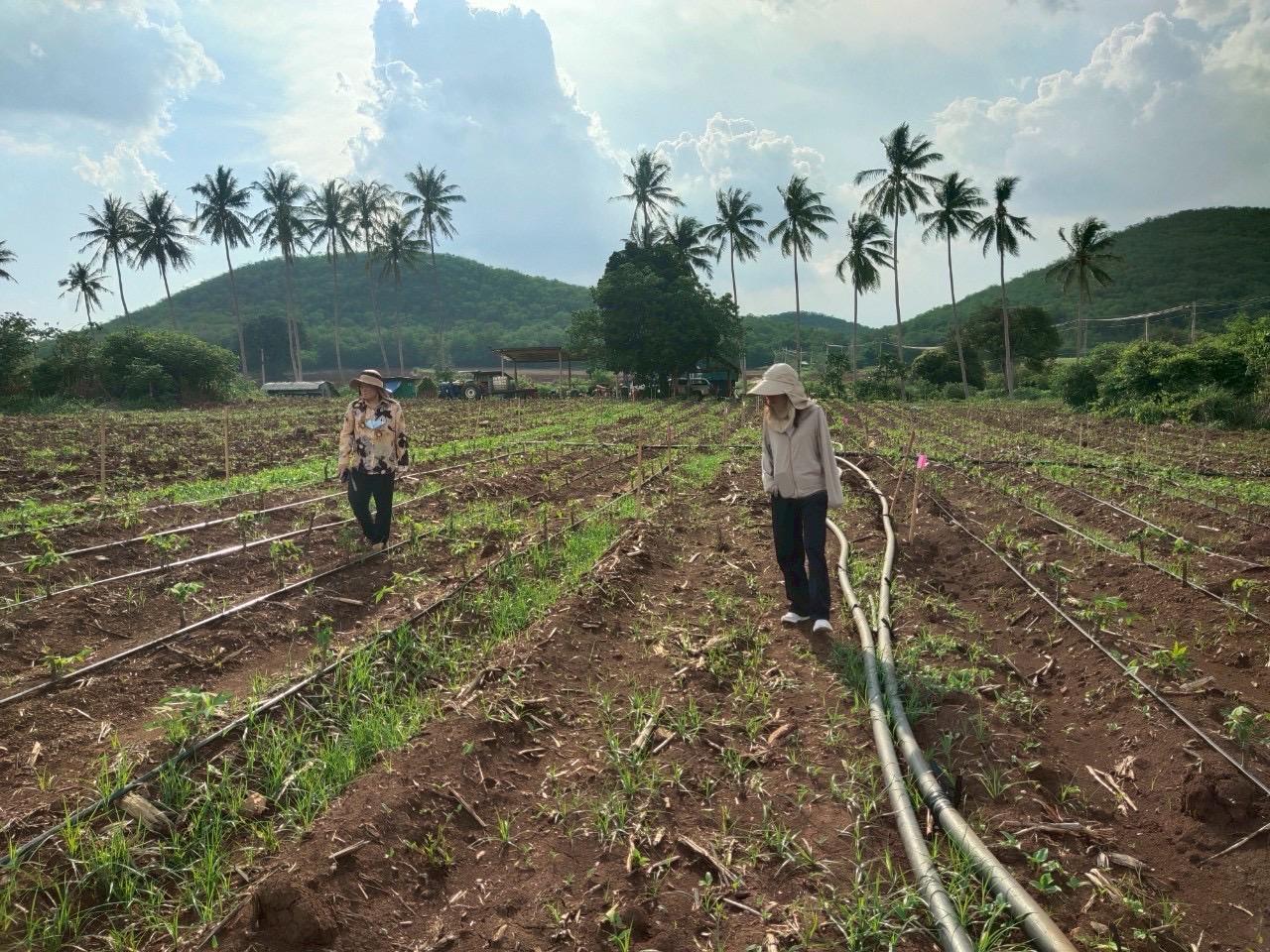 ภาพประกอบที่ 0