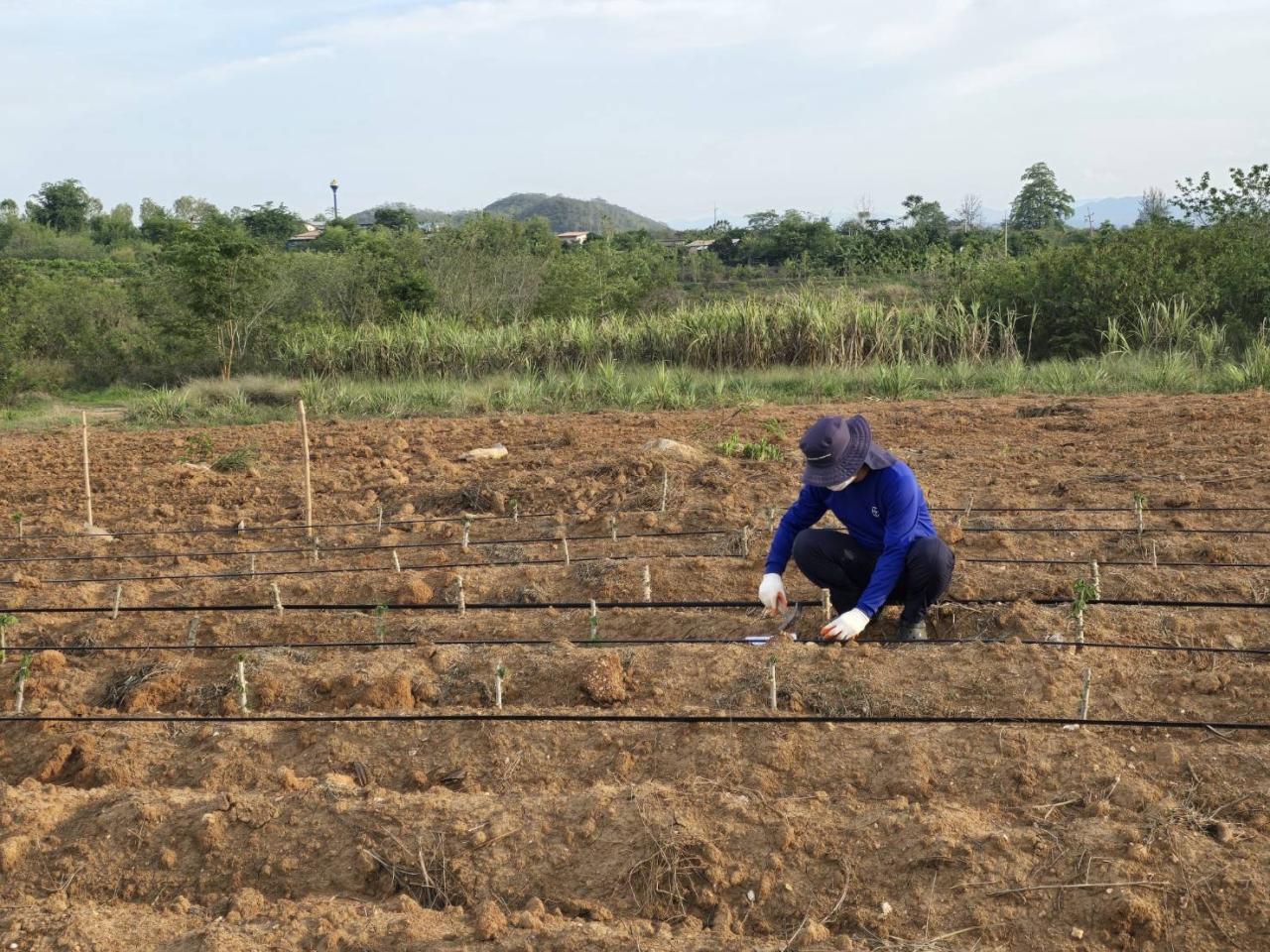 ภาพประกอบที่ 1