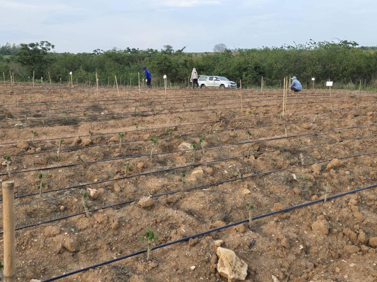 ภาพประกอบที่ 4