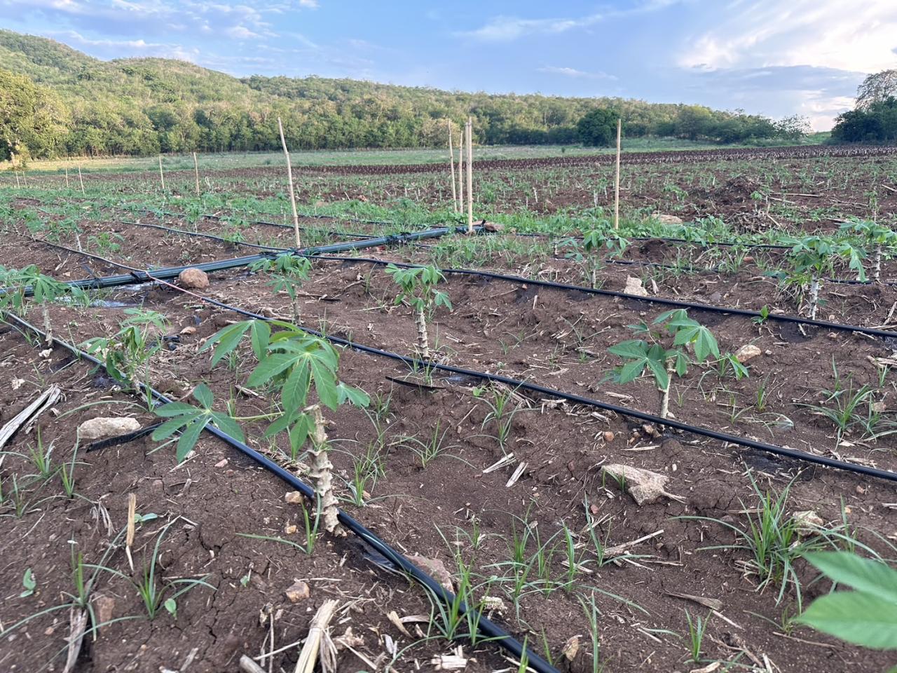 ภาพประกอบที่ 6