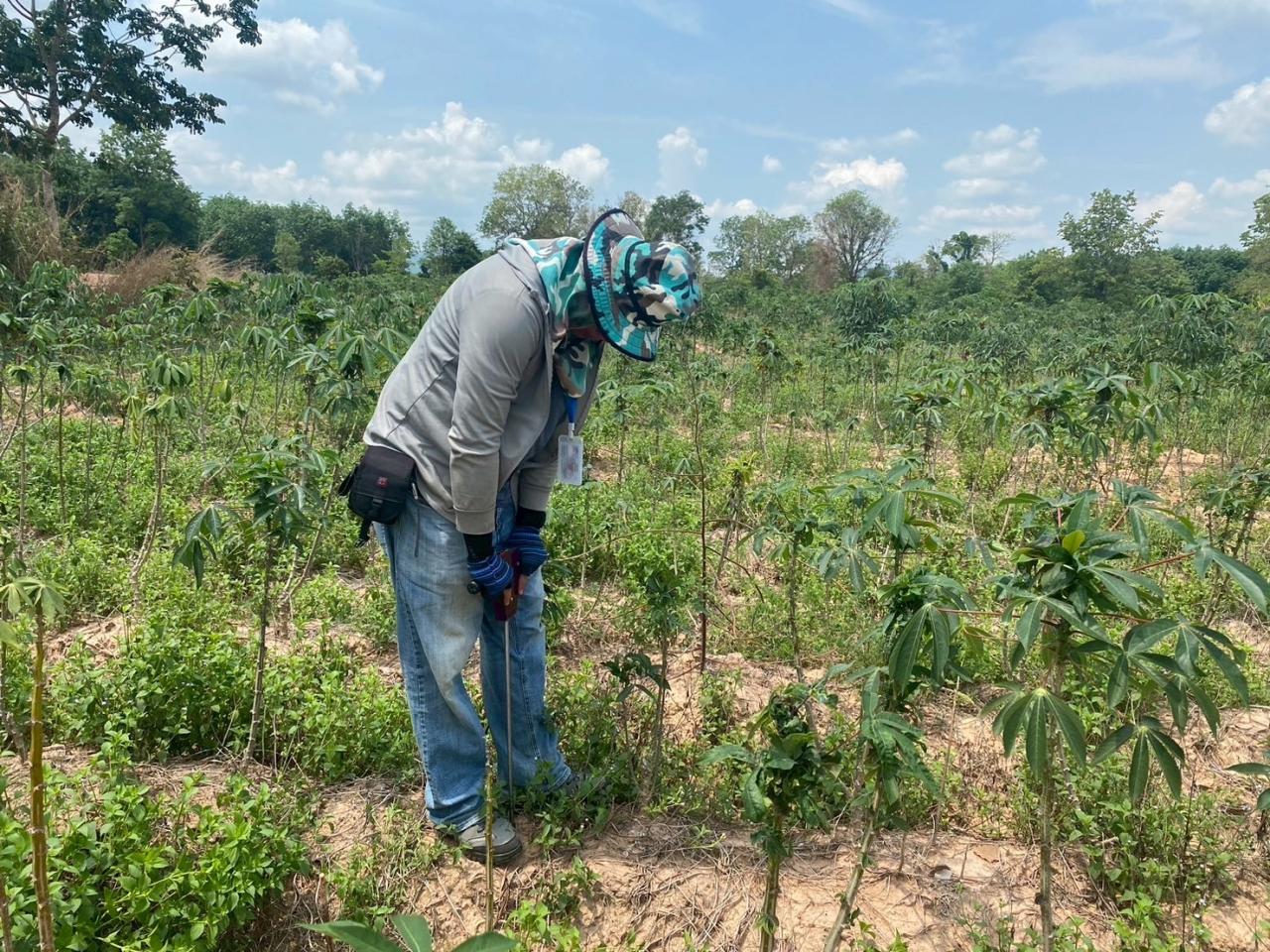 ภาพประกอบที่ 0