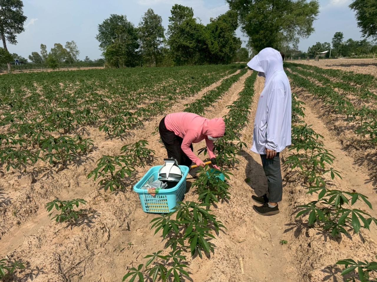 ภาพประกอบที่ 2