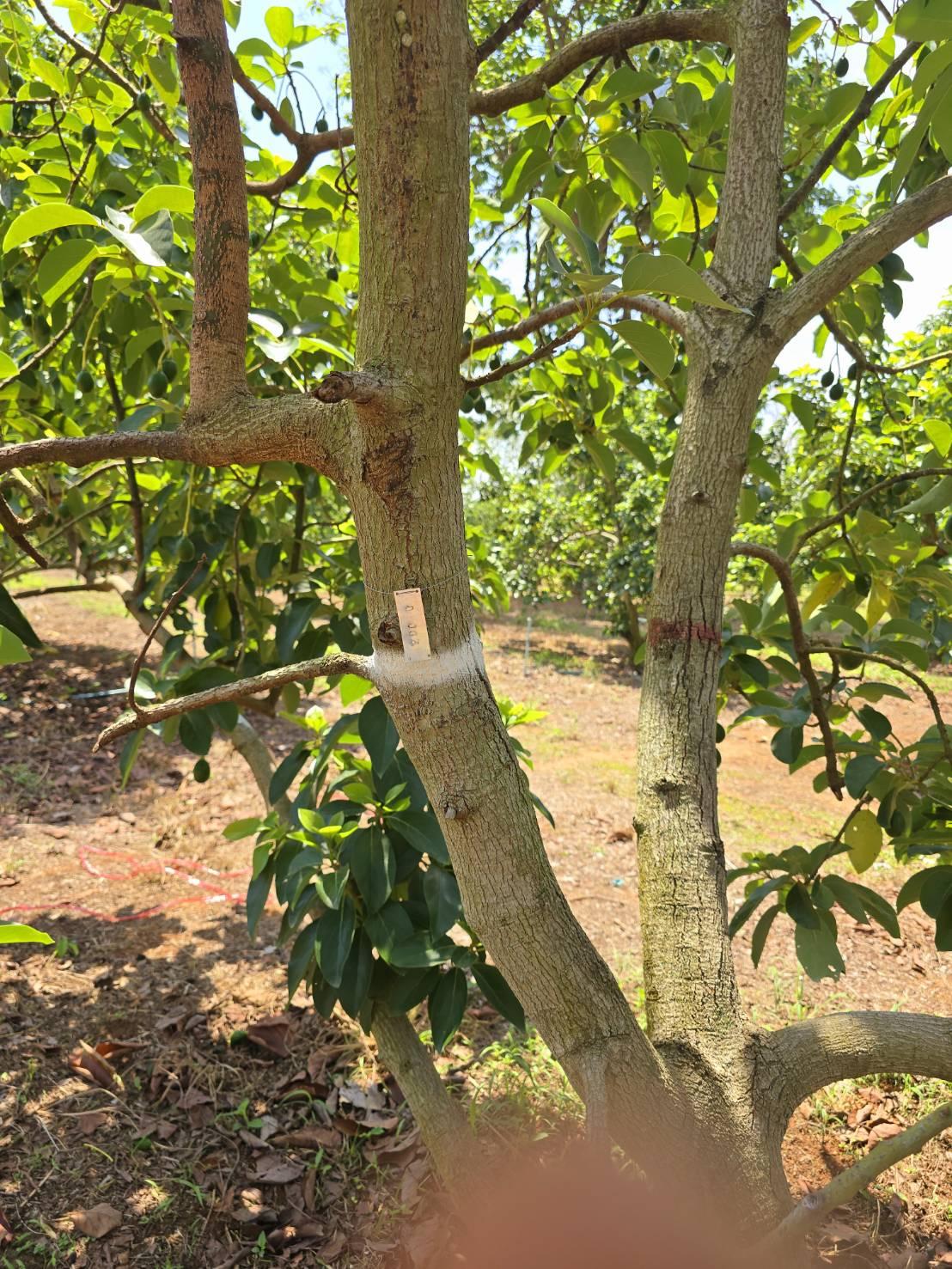 ภาพประกอบที่ 6