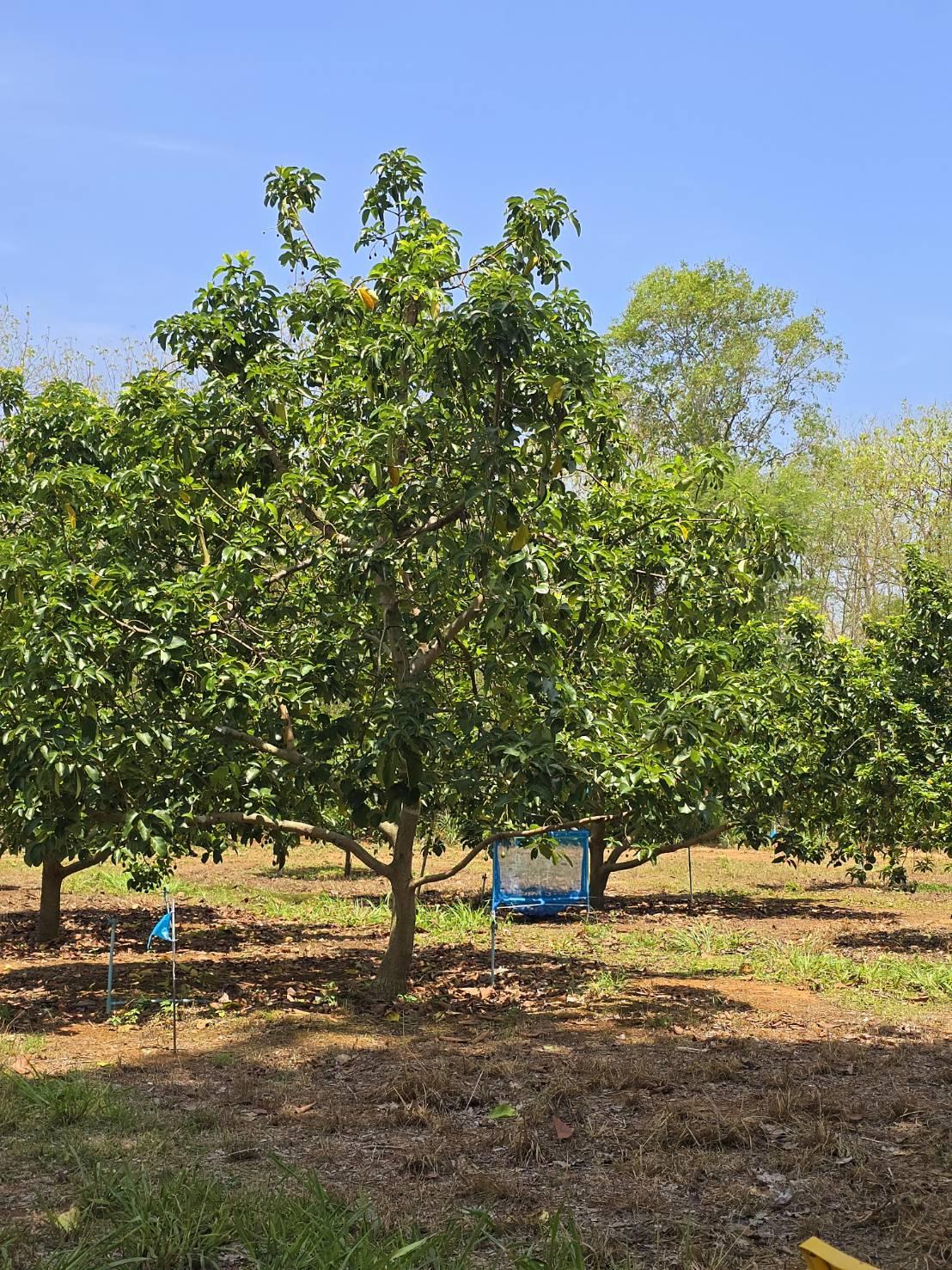 ภาพประกอบที่ 5