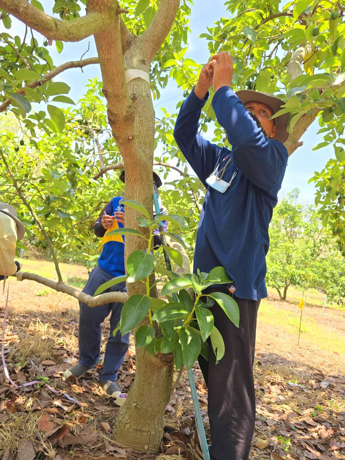 ภาพประกอบที่ 3