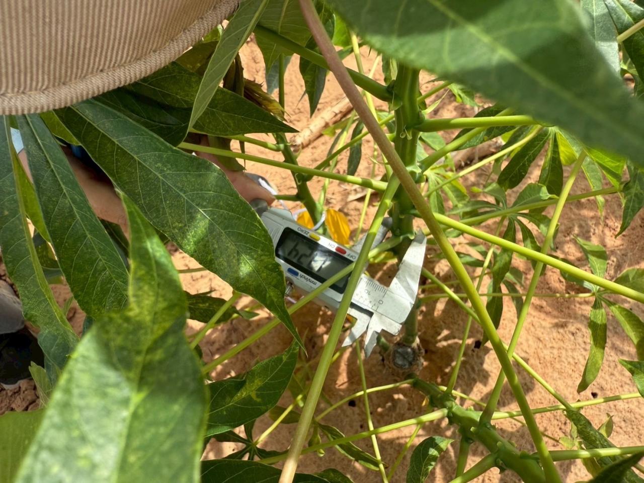 ภาพประกอบที่ 0