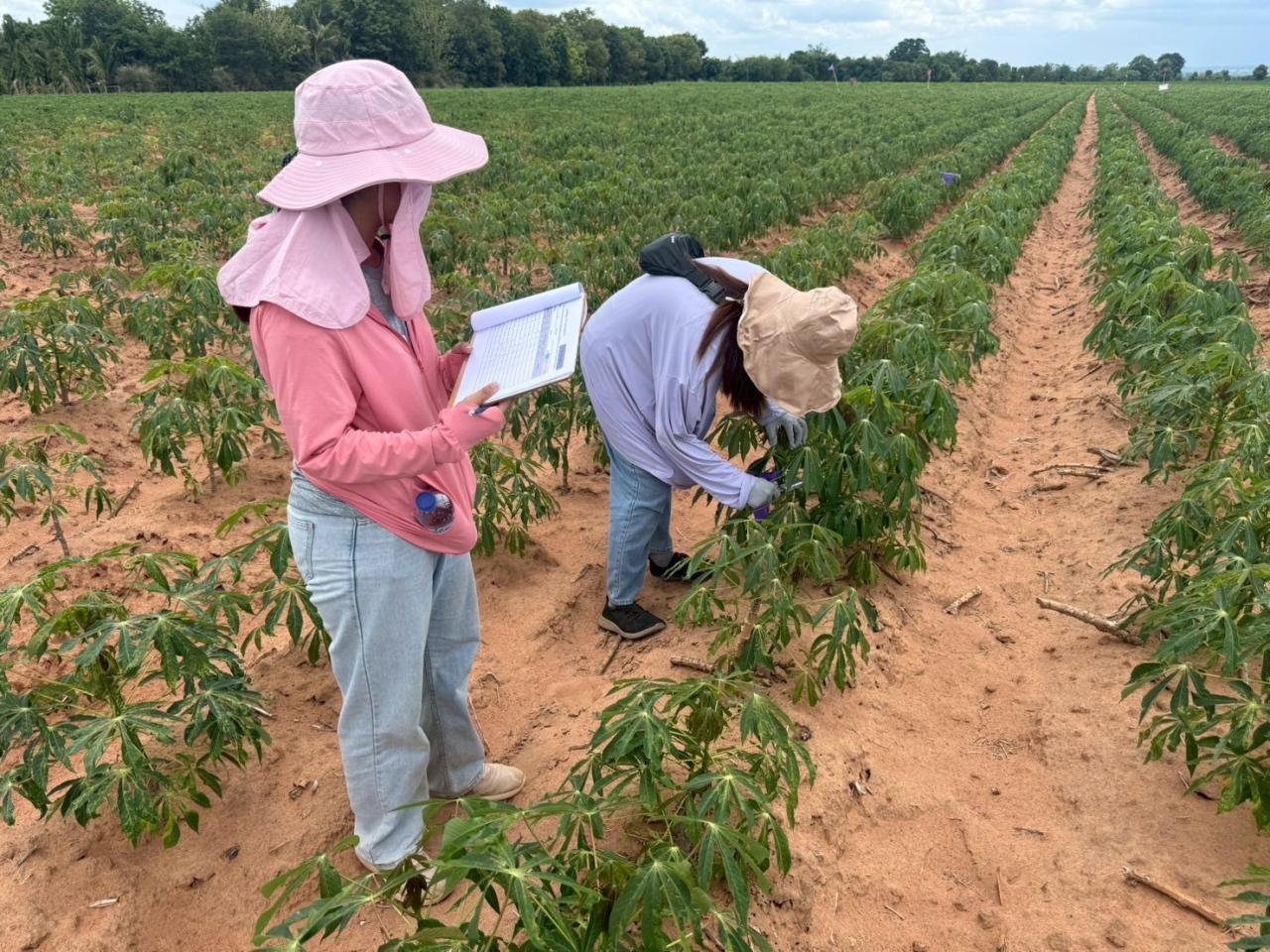 ภาพประกอบที่ 4