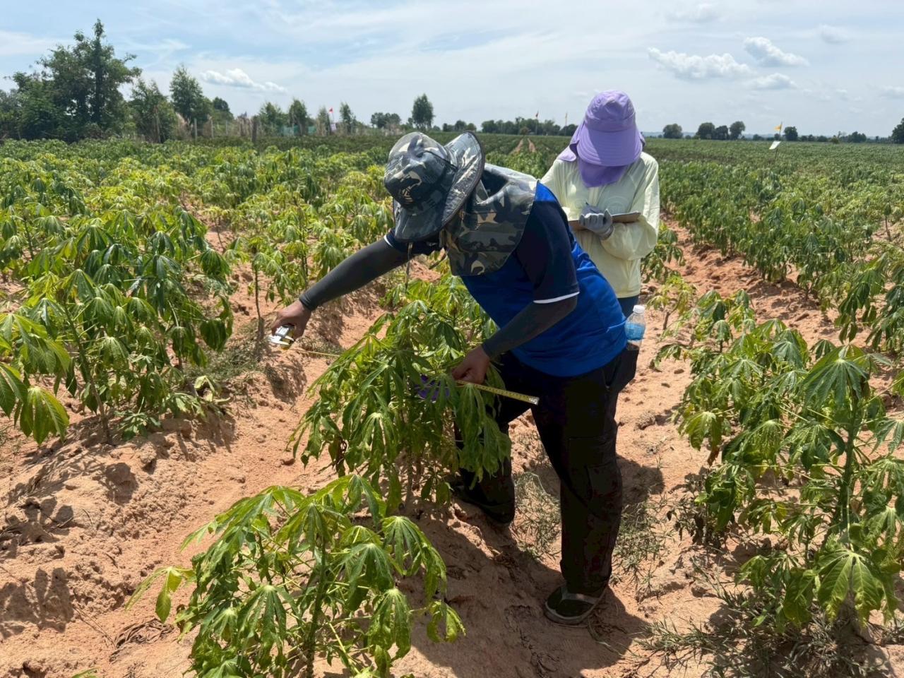 ภาพประกอบที่ 5