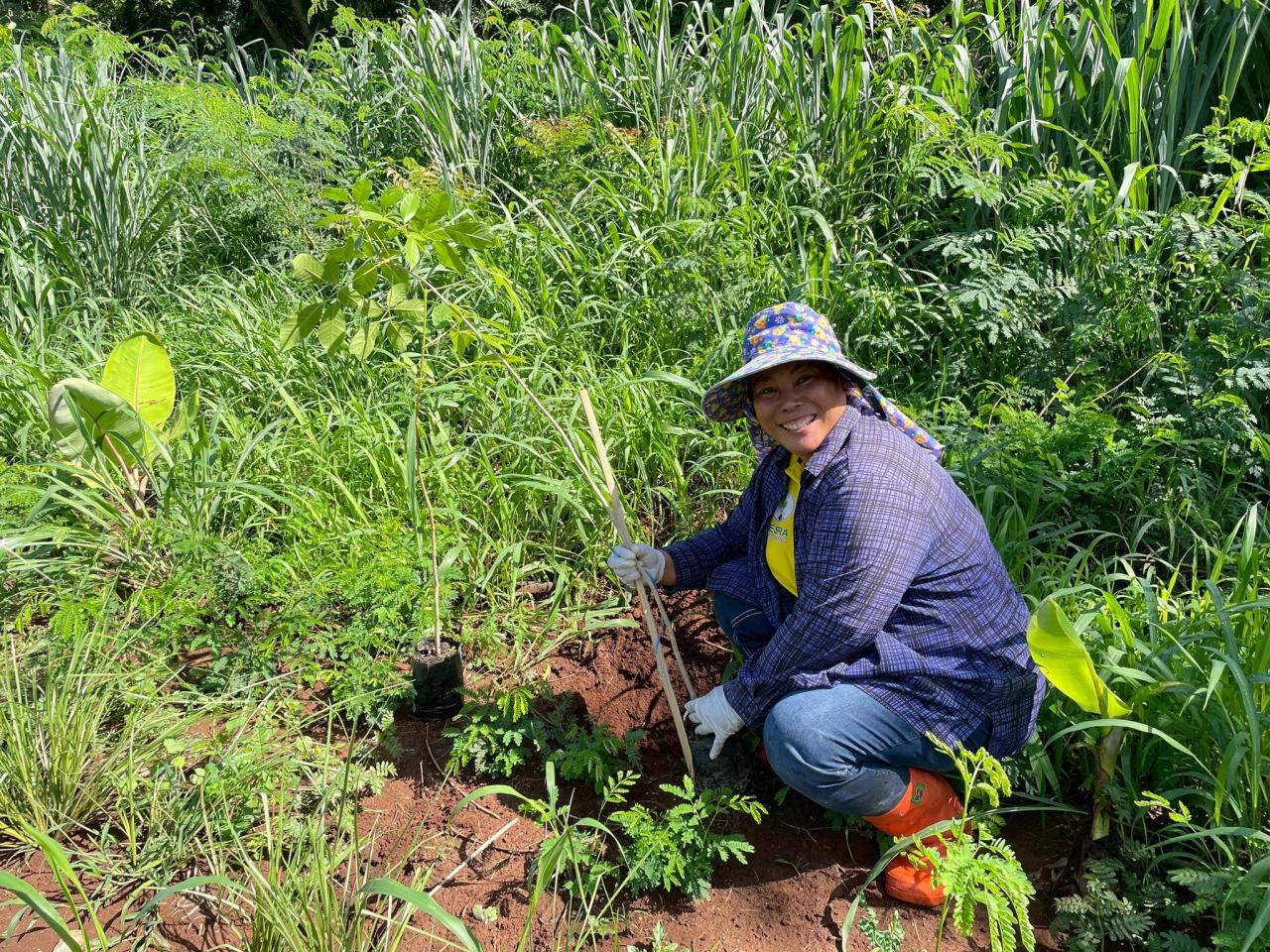 ภาพประกอบที่ 0