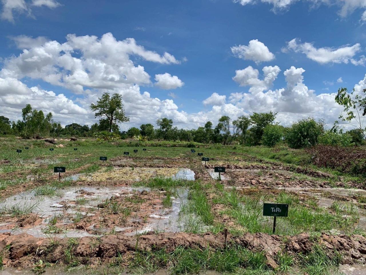 ภาพประกอบที่ 8