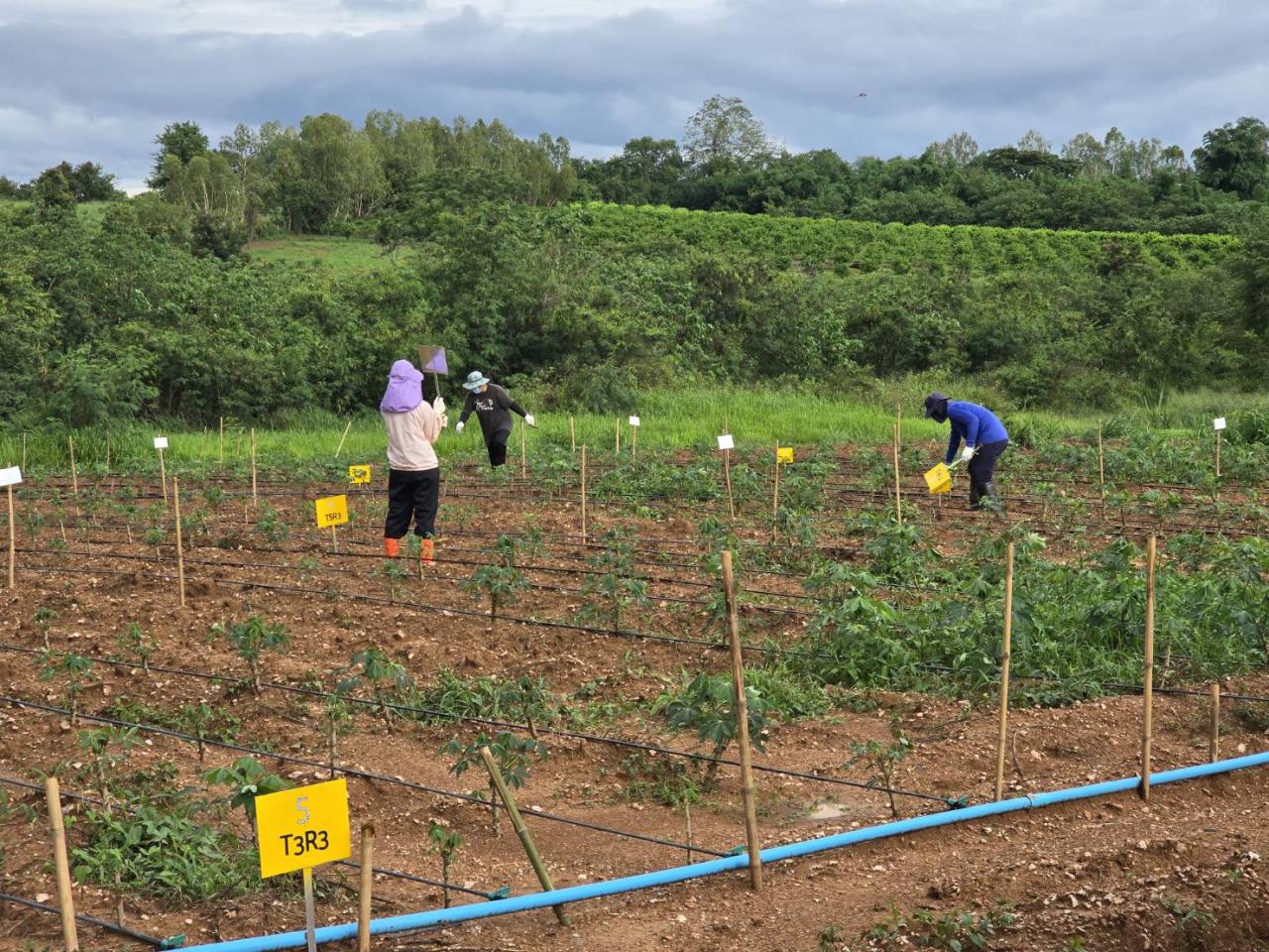 ภาพประกอบที่ 0
