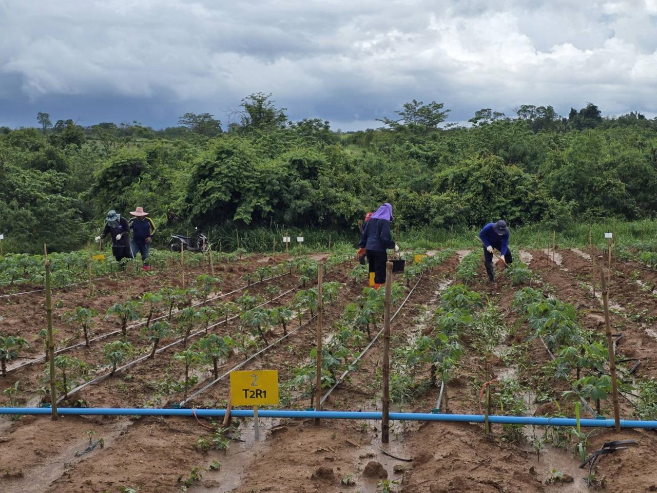 ภาพประกอบที่ 1
