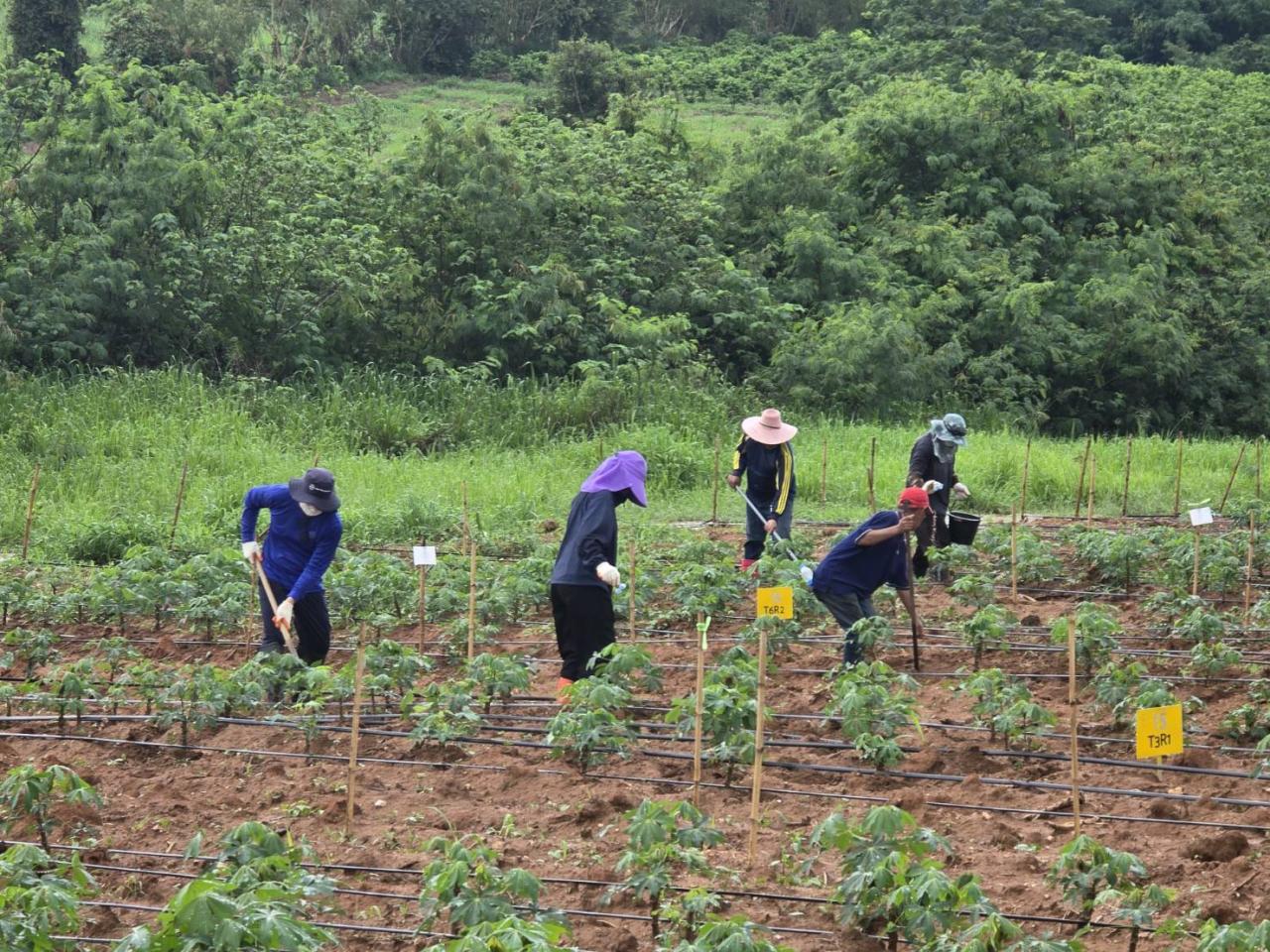 ภาพประกอบที่ 2