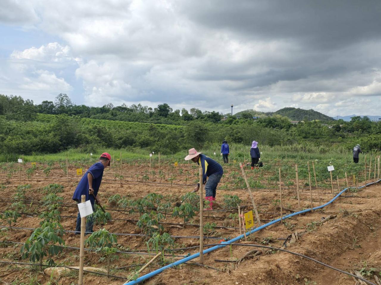 ภาพประกอบที่ 3