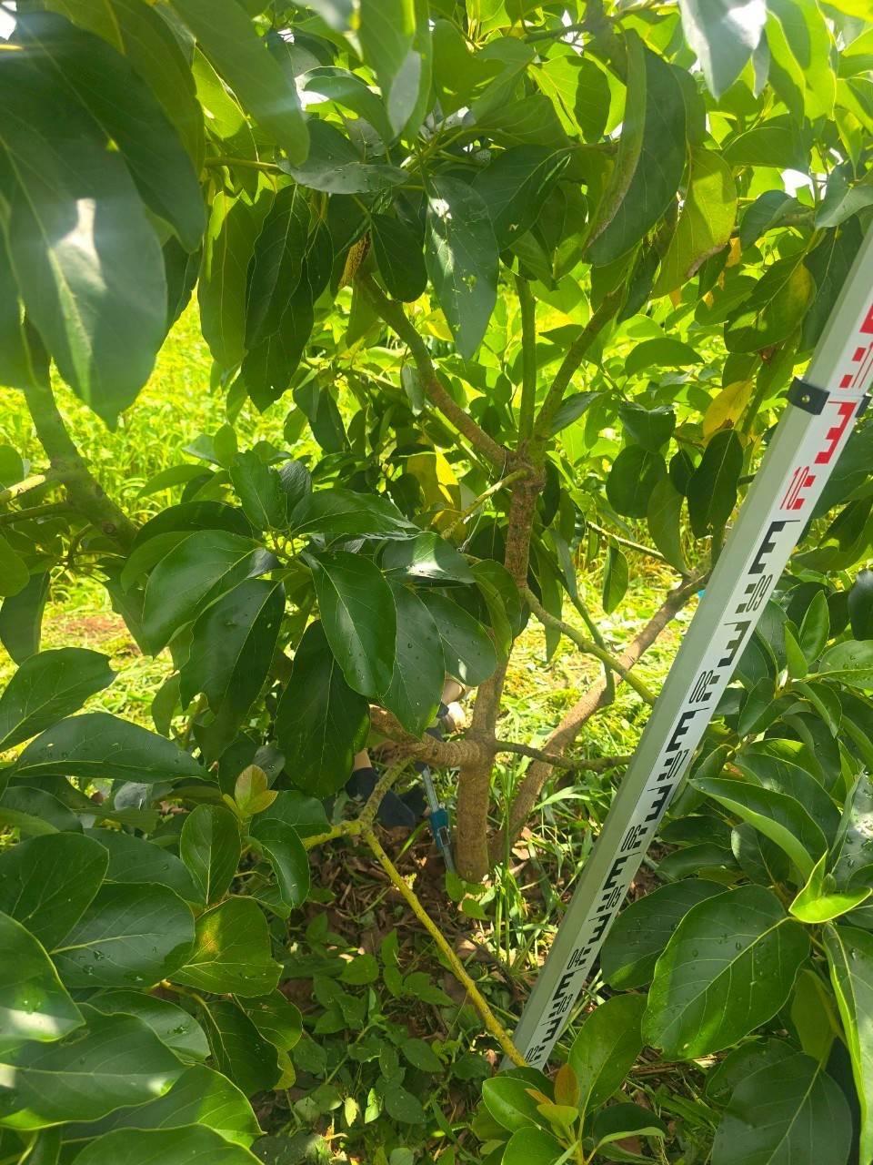 ภาพประกอบที่ 5