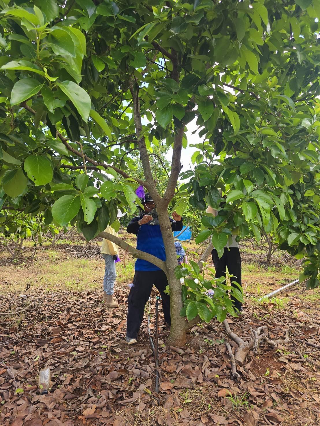 ภาพประกอบที่ 0