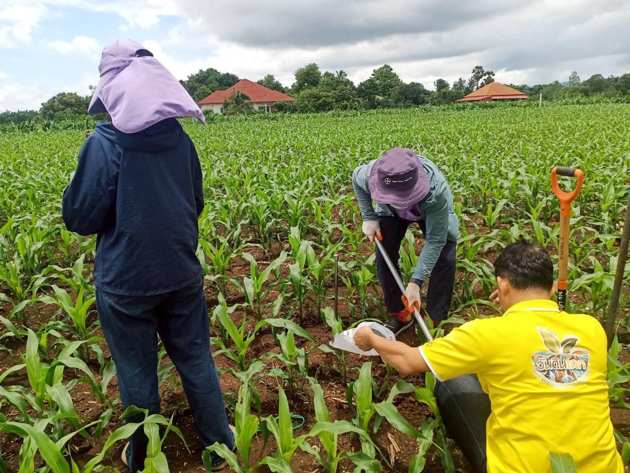 ภาพประกอบที่ 5