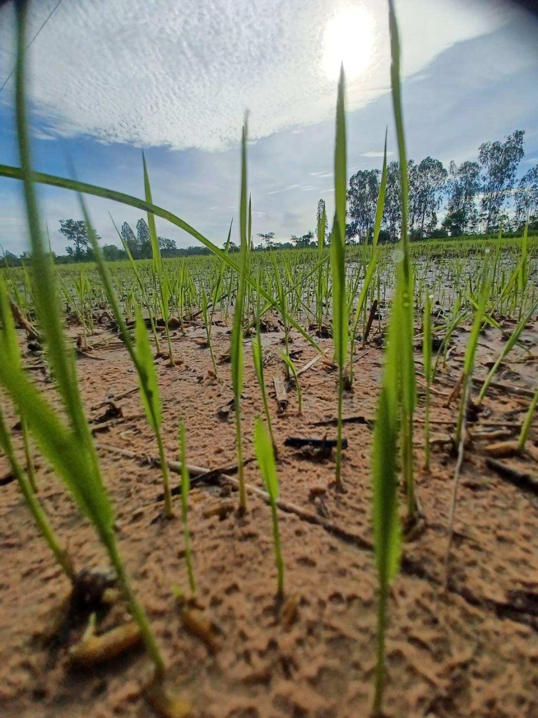 ภาพประกอบที่ 6