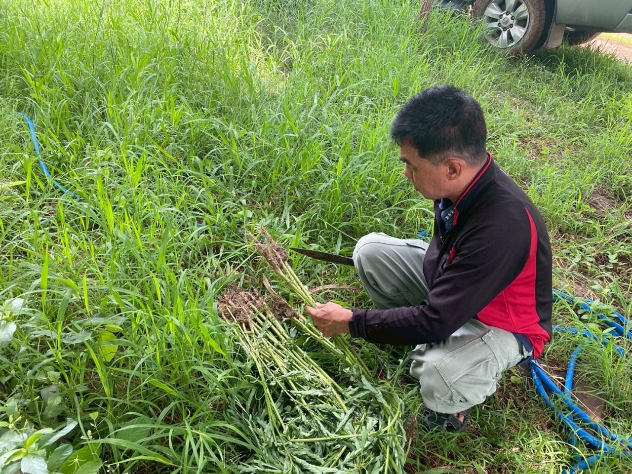 ภาพประกอบที่ 1