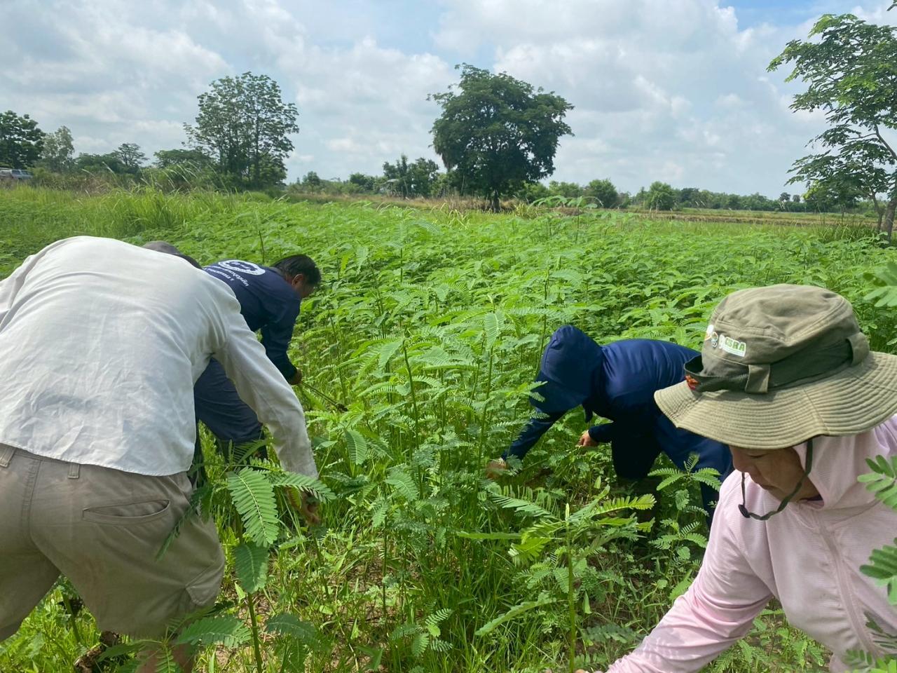 ภาพประกอบที่ 4