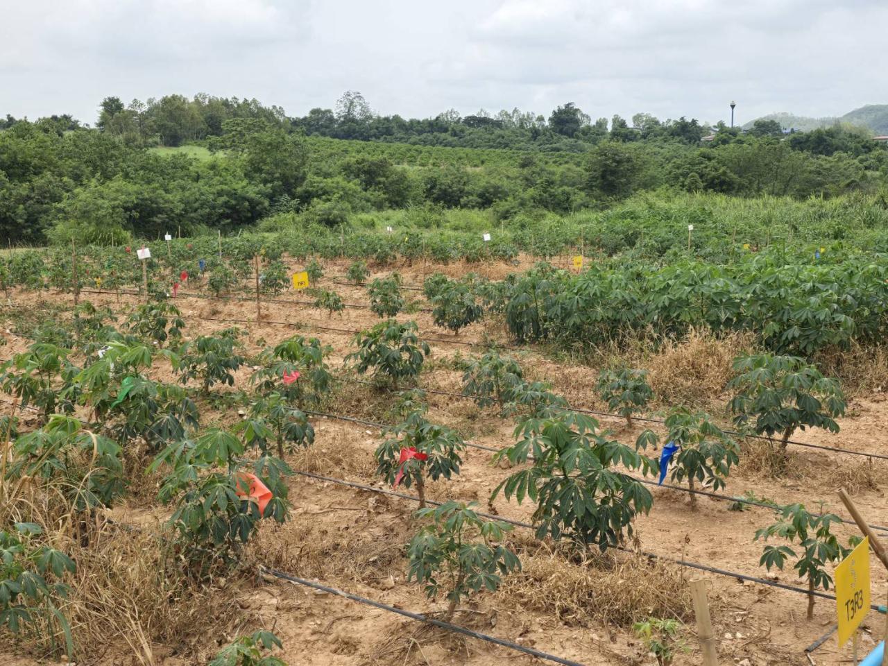 ภาพประกอบที่ 5