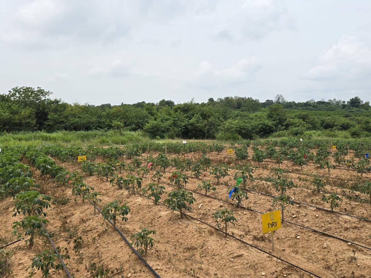 ภาพประกอบที่ 4