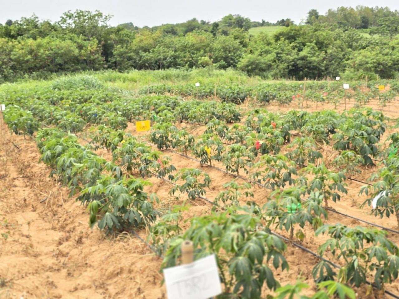 ภาพประกอบที่ 6