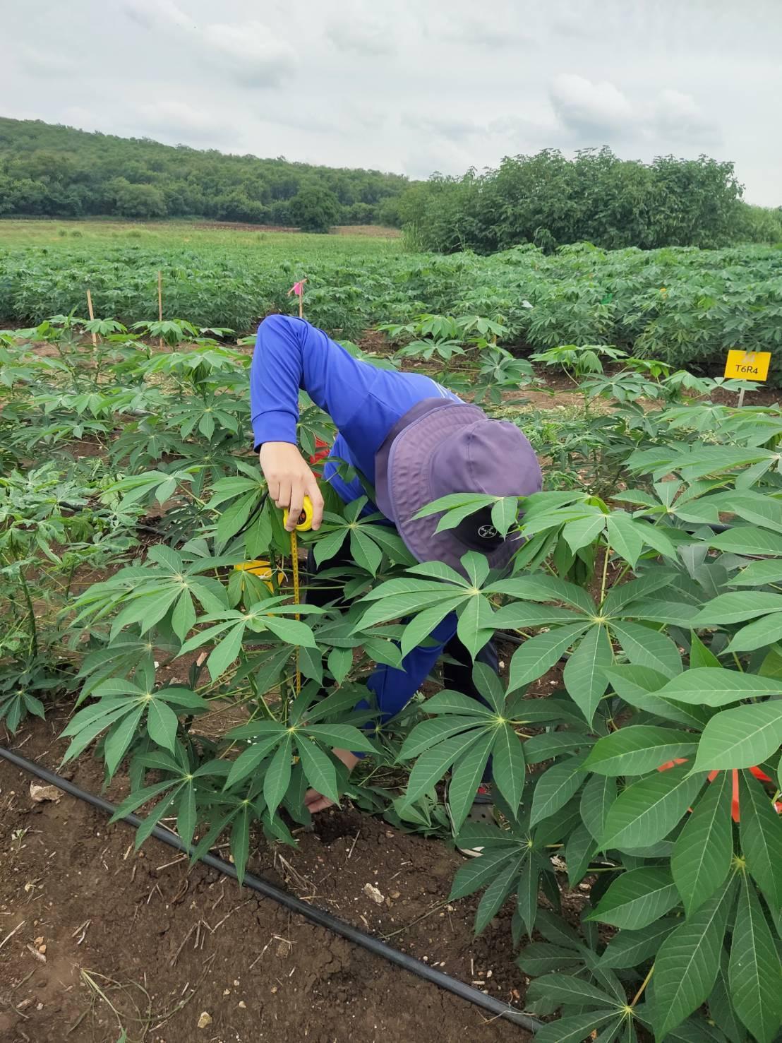 ภาพประกอบที่ 3