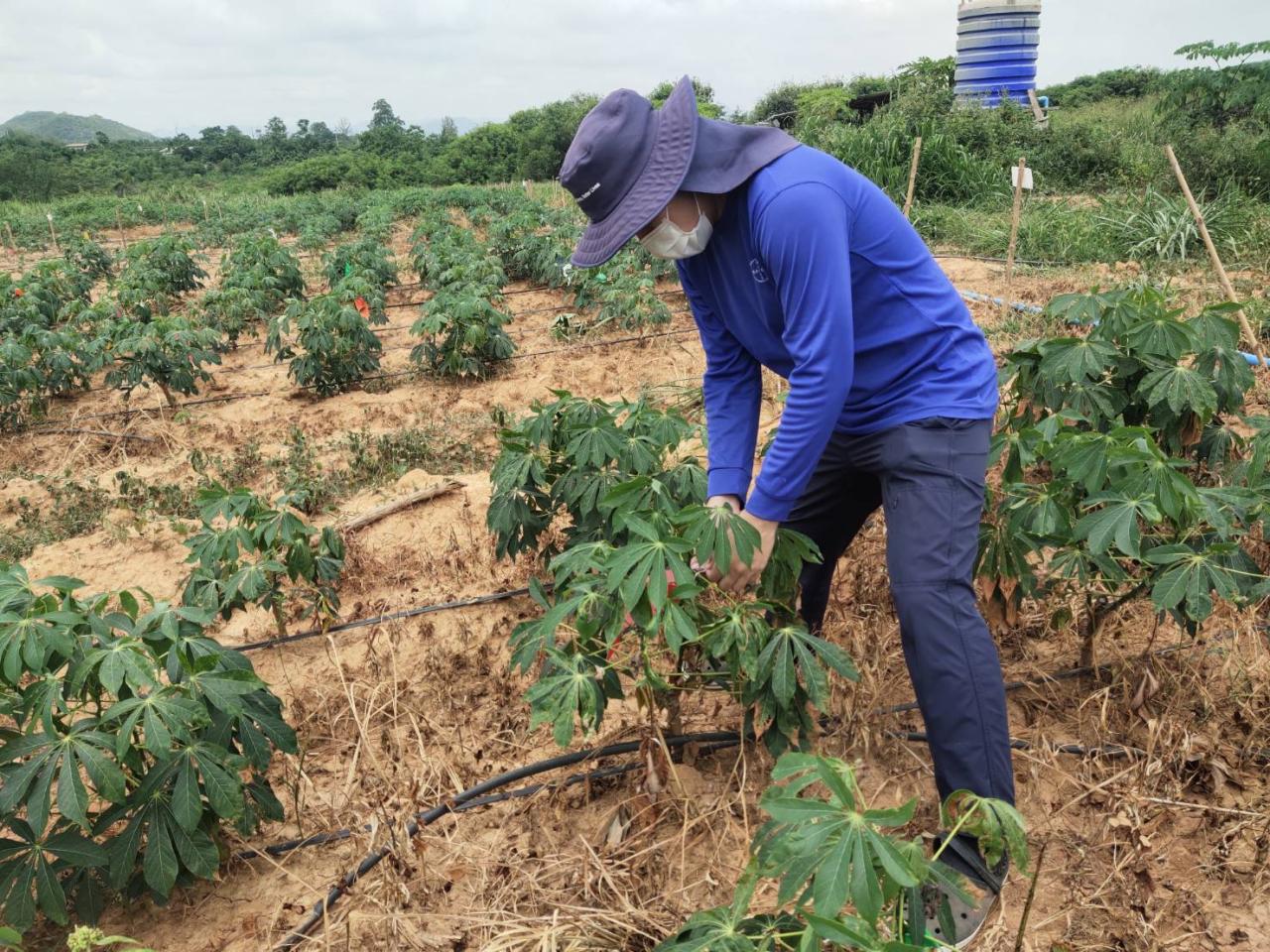 ภาพประกอบที่ 2