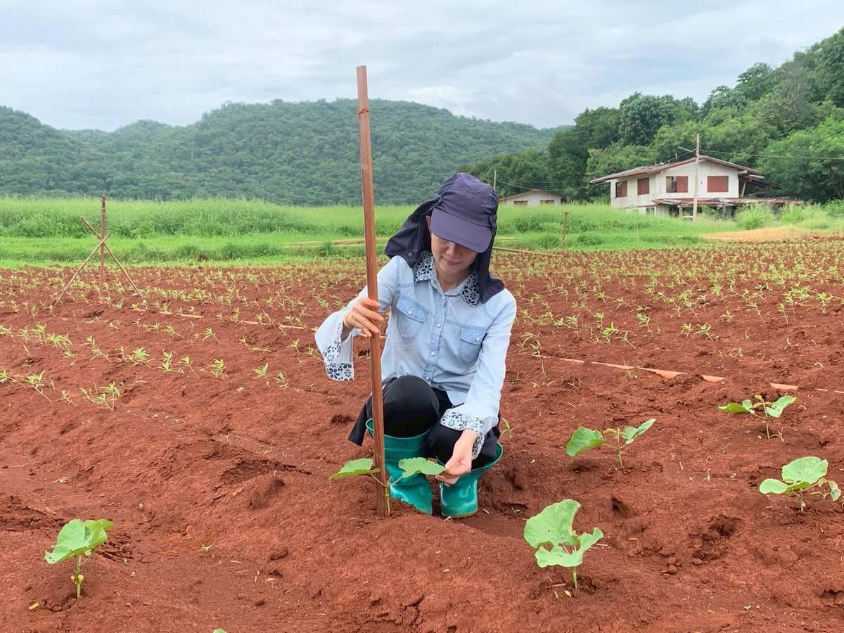 ภาพประกอบที่ 0