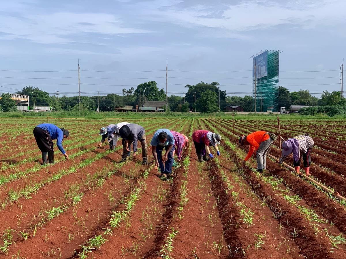 ภาพประกอบที่ 1