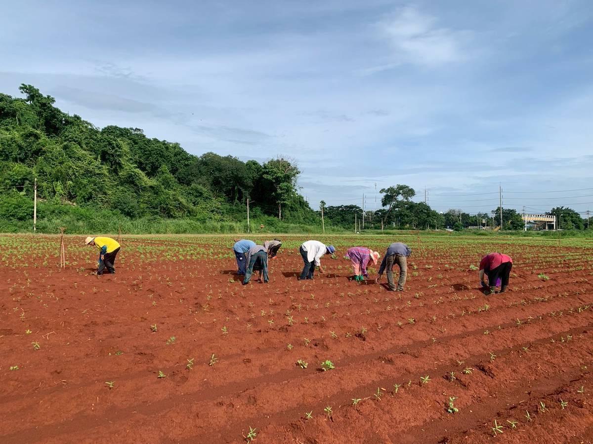 ภาพประกอบที่ 2