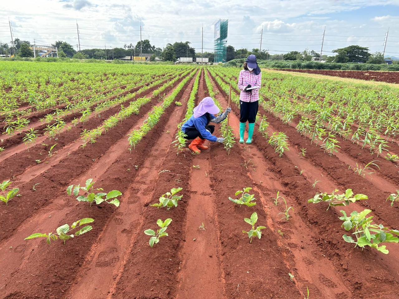 ภาพประกอบที่ 0