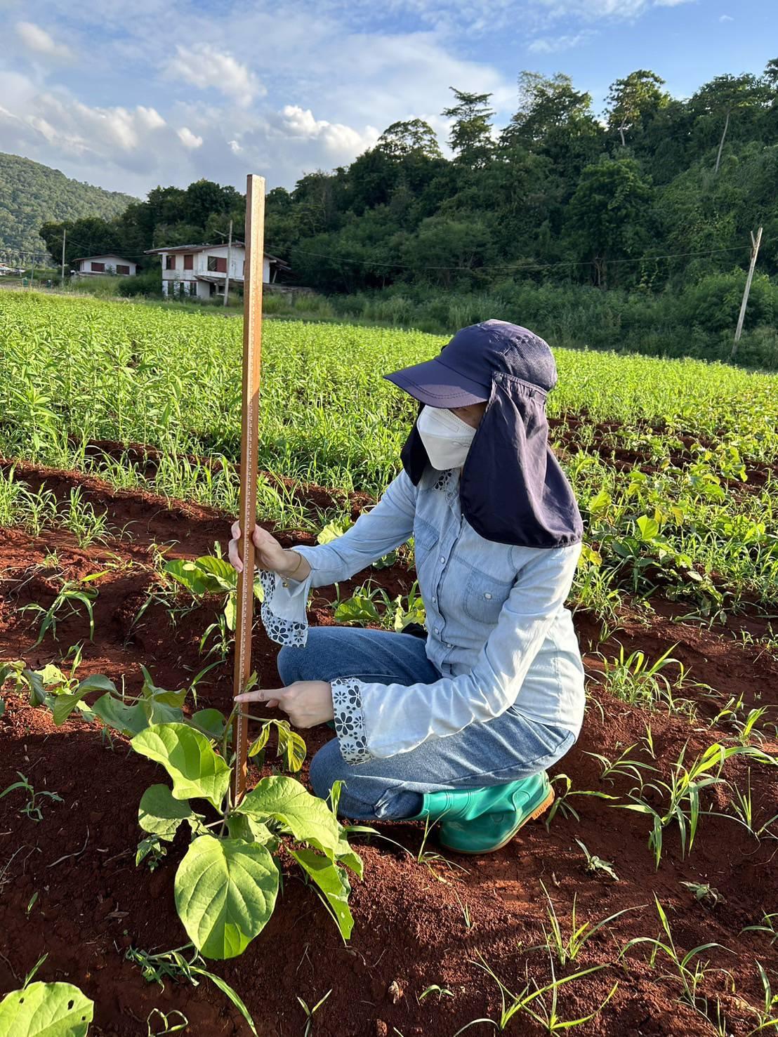 ภาพประกอบที่ 1
