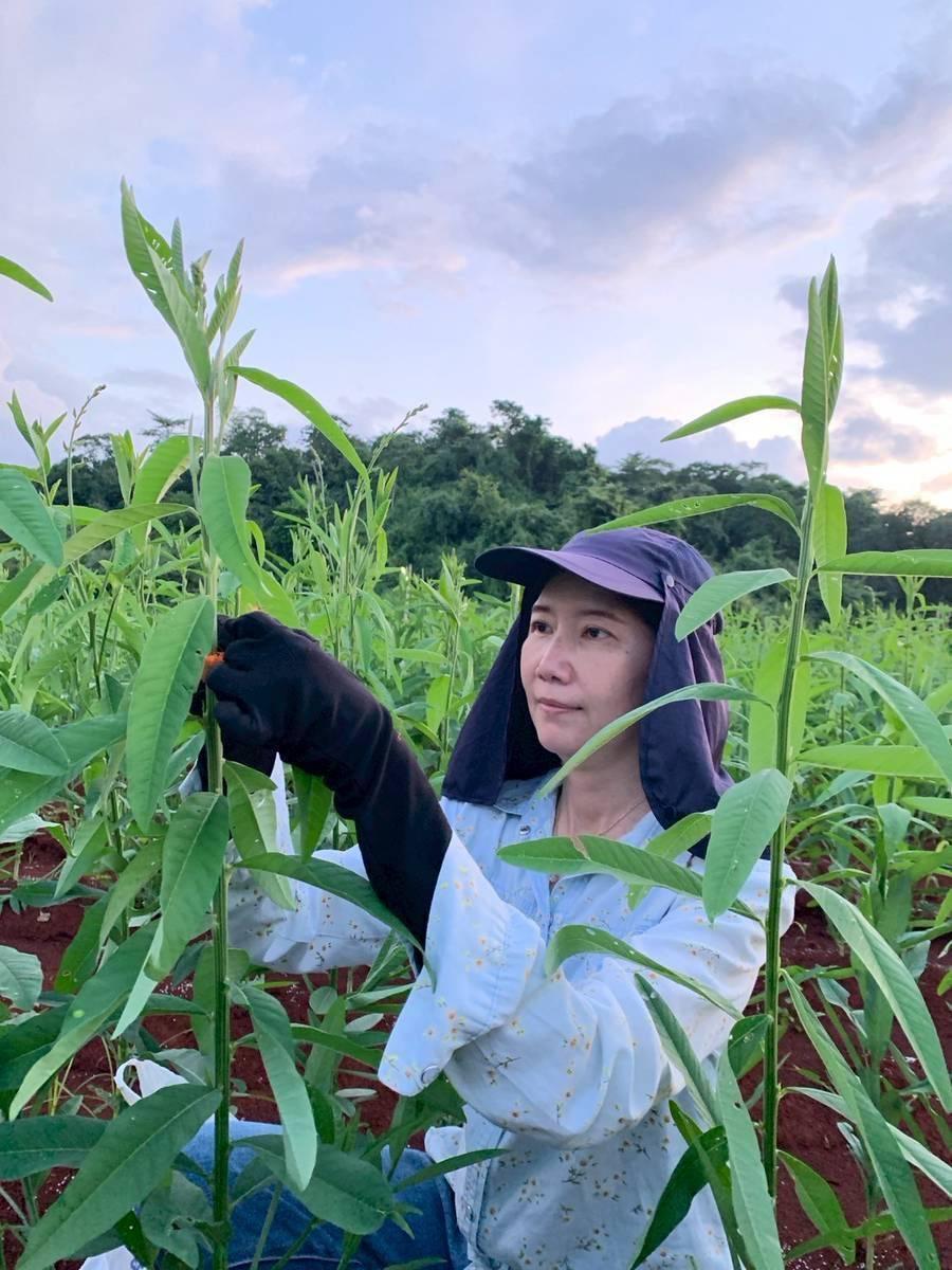 ภาพประกอบที่ 2