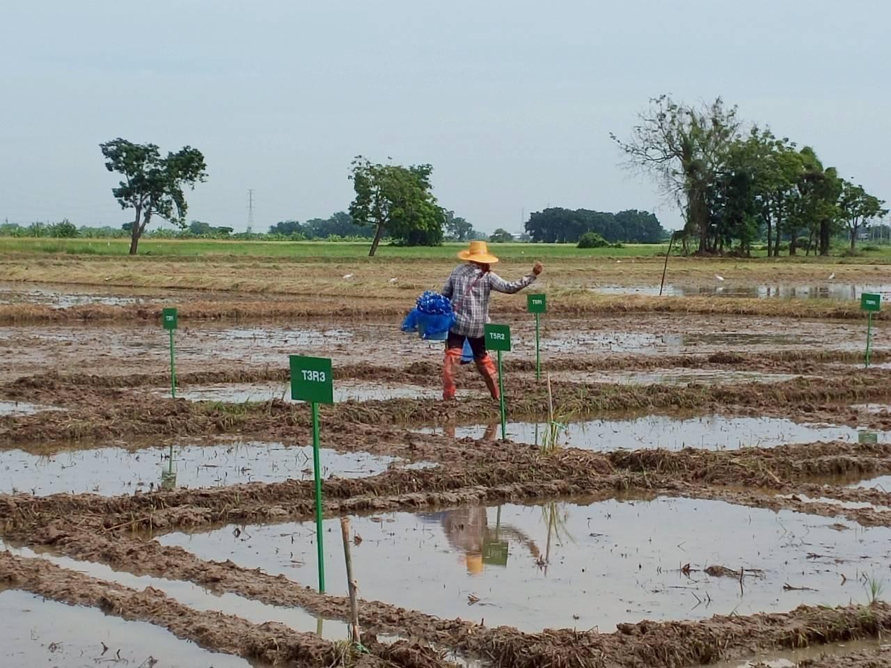 ภาพประกอบที่ 5