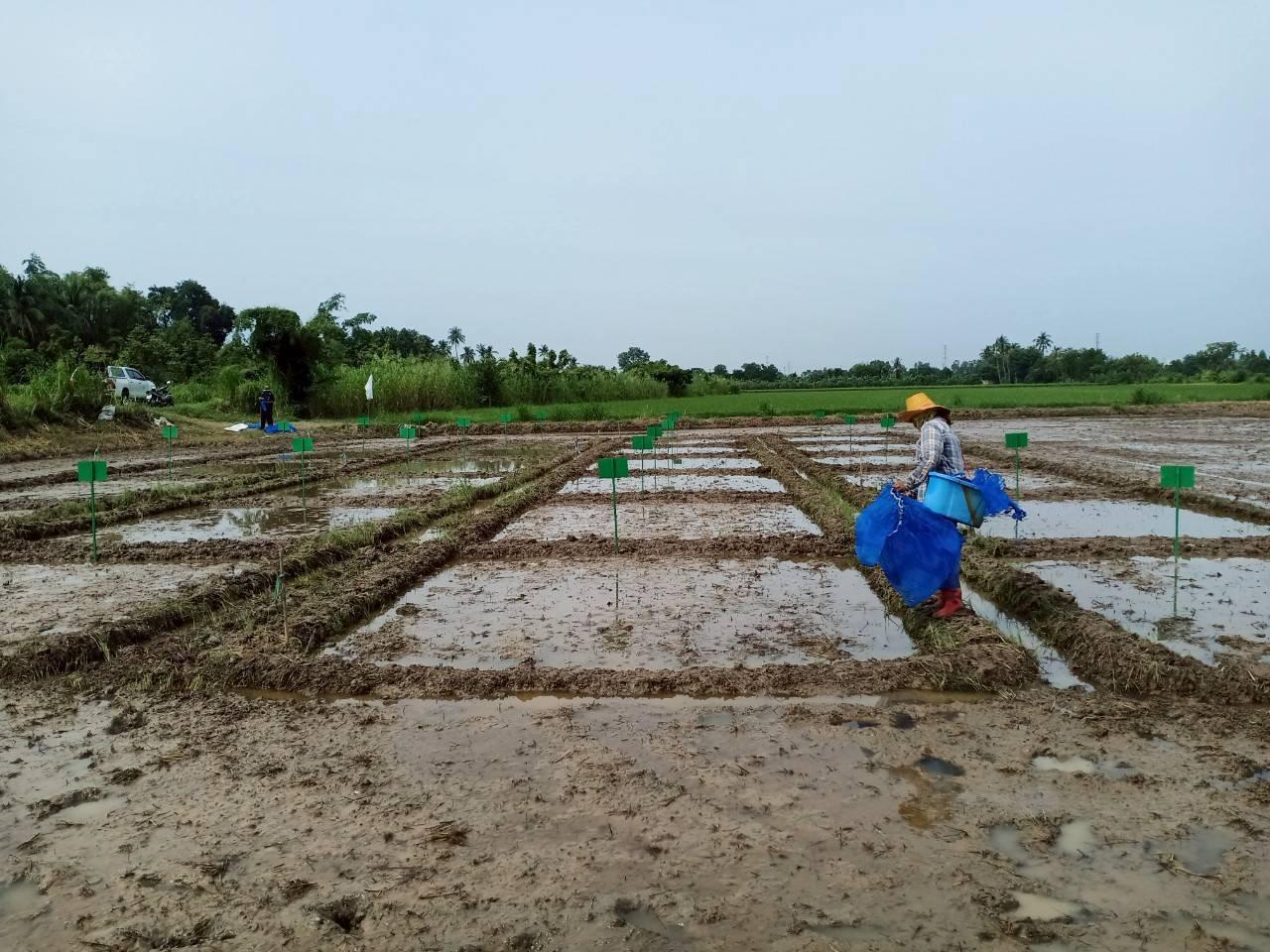 ภาพประกอบที่ 6