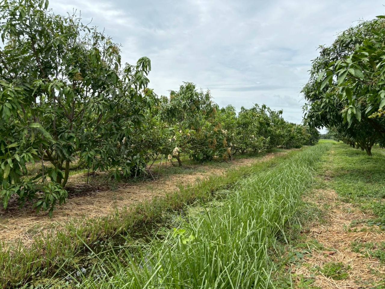 ภาพประกอบที่ 6