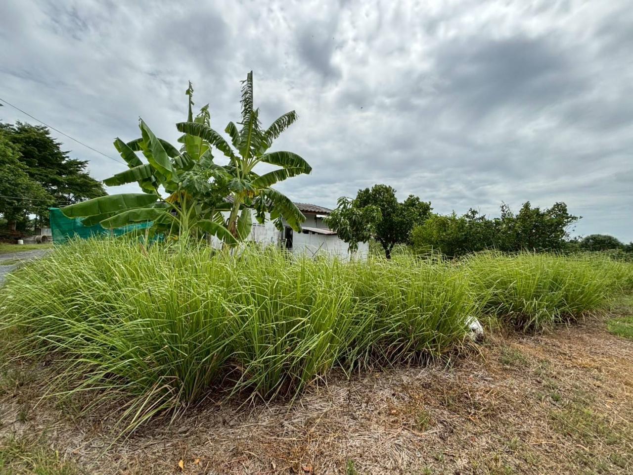 ภาพประกอบที่ 7