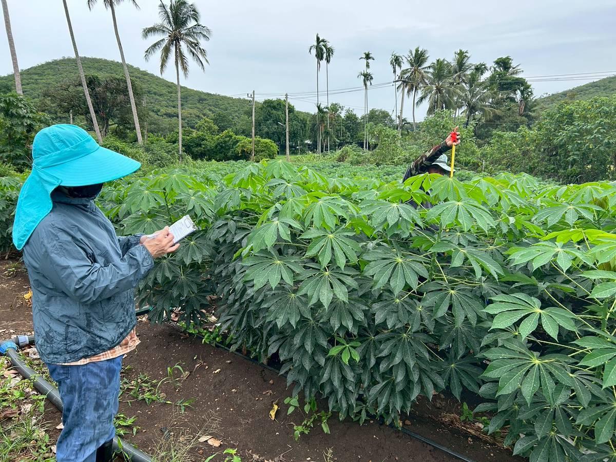 ภาพประกอบที่ 4