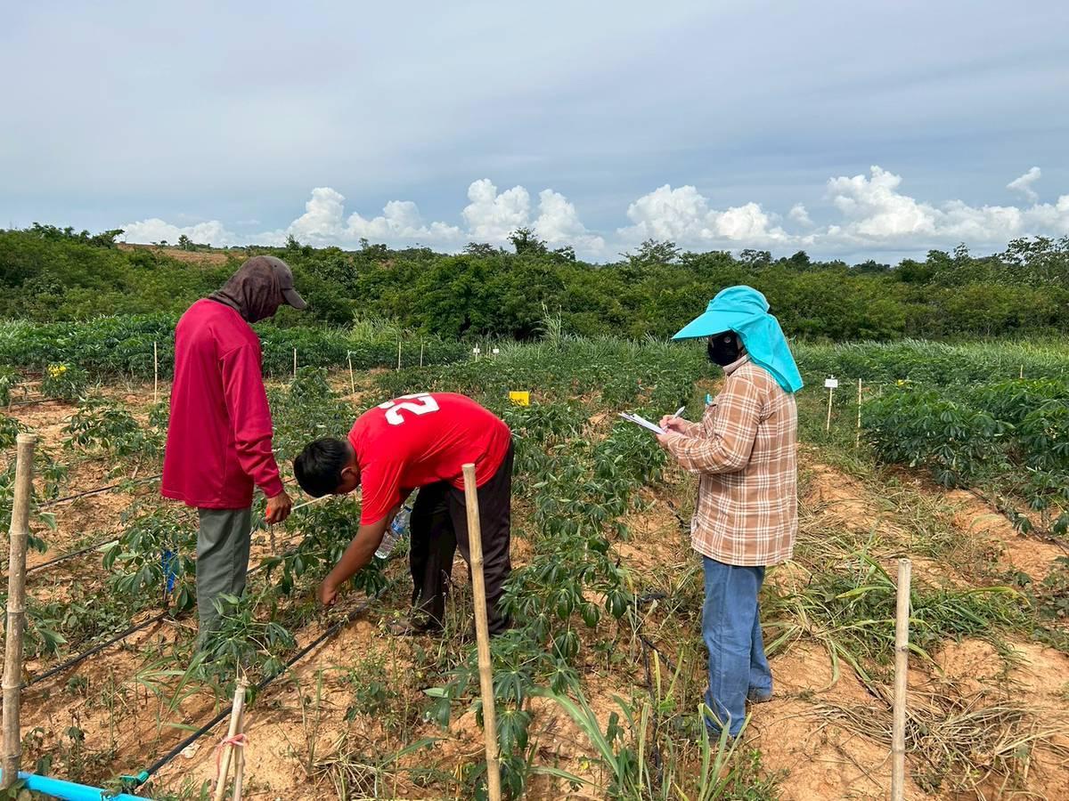 ภาพประกอบที่ 2